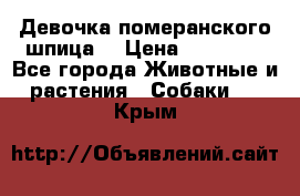 Девочка померанского шпица. › Цена ­ 40 000 - Все города Животные и растения » Собаки   . Крым